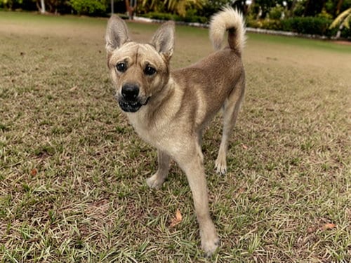 Photo of Apple Pie, adoptable senior Australian Cattle Dog/Blue Heeler in Phoenix, Arizona
