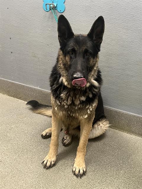 Photo of Tola, adoptable senior German Shepherd Dog in Las Vegas, Nevada