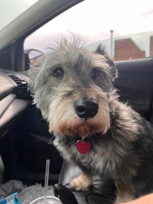 Photo of Oscar, adoptable senior Schnauzer in Brewster, New York