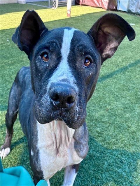 Photo of Lillibet, adoptable senior Pit Bull Terrier
