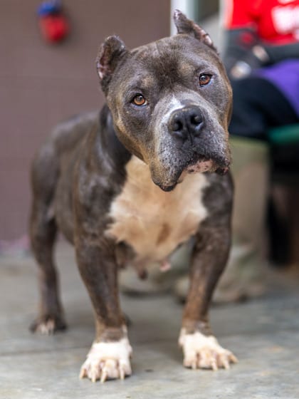 Photo of Fairest, adoptable senior dog in Chamblee, Georgia