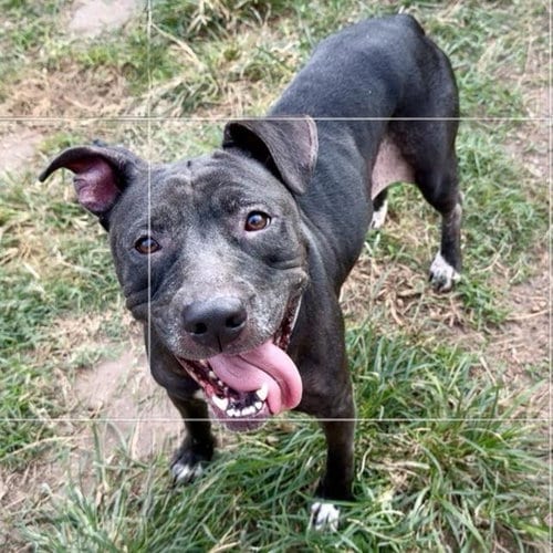 Photo of Blairiana, adoptable senior Staffordshire Bull Terrier in Houston, Texas