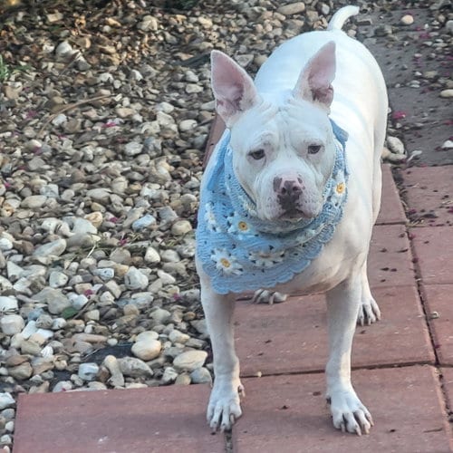 Photo of Hannah - A Sweet Special Girl Looking for a Home, adoptable senior Pit Bull Terrier in Oakhurst, New Jersey