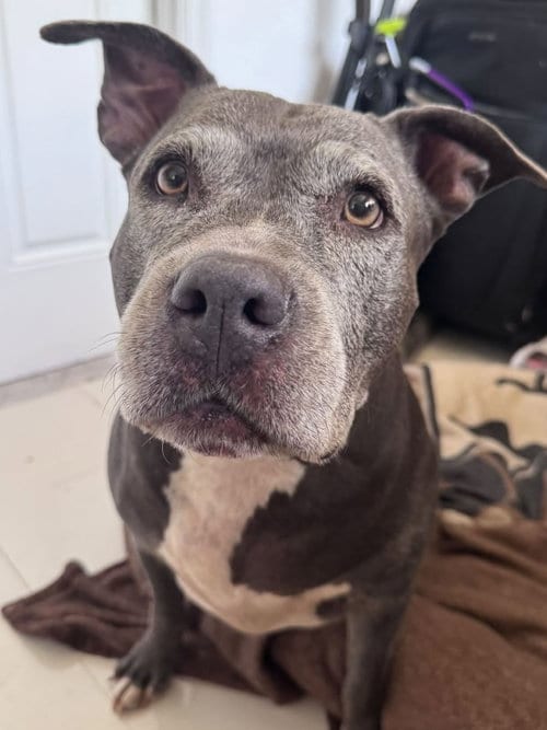 Photo of Melanie Rose, adoptable senior Pit Bull Terrier in Pompano Beach, Florida