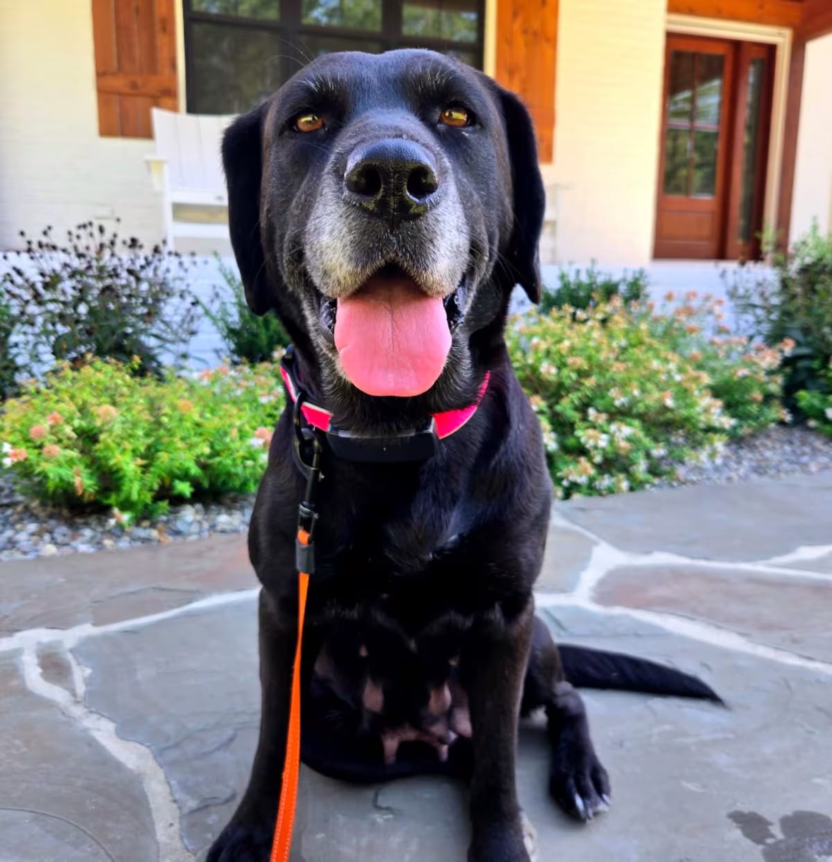 Photo of Mabel Darlington, adoptable senior Labrador Retriever/Mixed Breed (Medium) in Apex, North Carolina