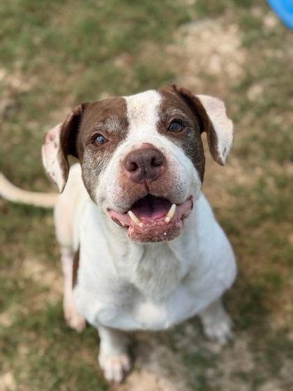 Photo of Savelle, adoptable senior dog in Atlanta, Georgia