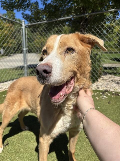 Photo of Valentino, adoptable senior Labrador Retriever in Newton, North Carolina