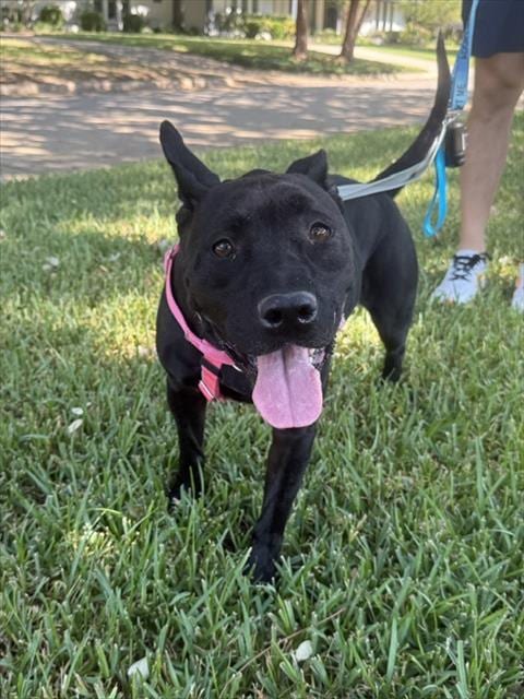Photo of Kiki, adoptable senior Pit Bull Terrier in Dallas, Texas