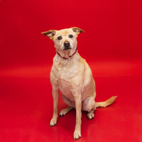 Photo of Dove, adoptable senior Terrier cross in Lawrenceville, Georgia