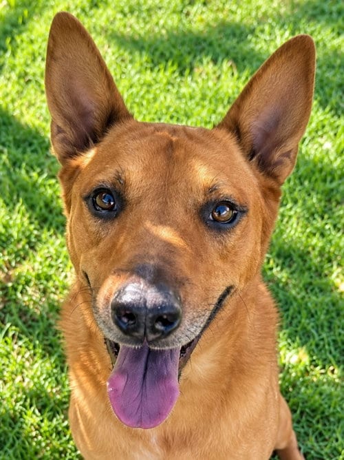 Photo of Rowley - Adopt Me, adoptable senior Shepherd in Lake Forest, California