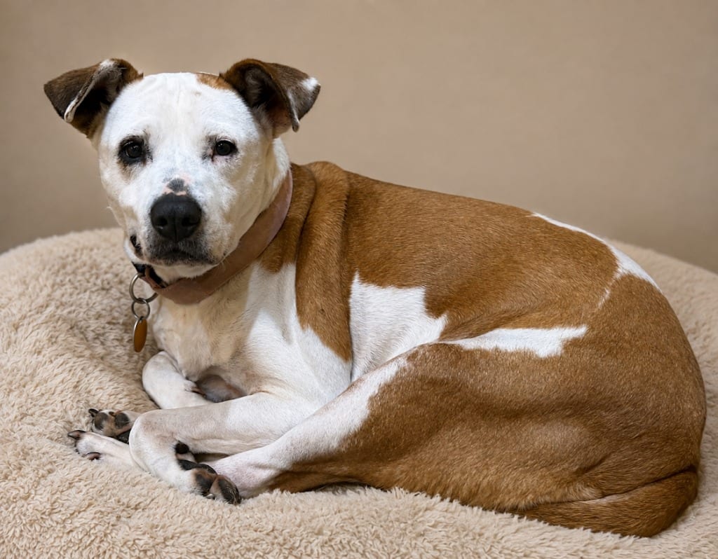 Photo of Girly, adoptable senior Pit Bull Terrier in Crossville, Tennessee