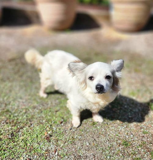 Photo of Patrick, A Papillon mix, adoptable senior Papillon in Arlington, Washington