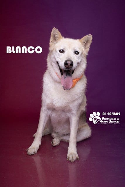 Photo of Blanco, adoptable senior Siberian Husky in Riverside, California