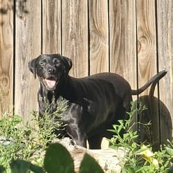 Photo of Koko, adoptable senior Labrador Retriever in Richfield, Minnesota