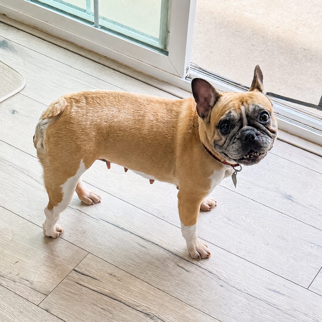 Photo of Honey, adoptable senior Bulldog, French in California, California