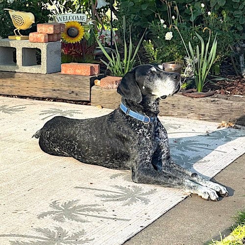 Photo of Ace, adoptable senior German Shorthaired Pointer in Menlo Park, California