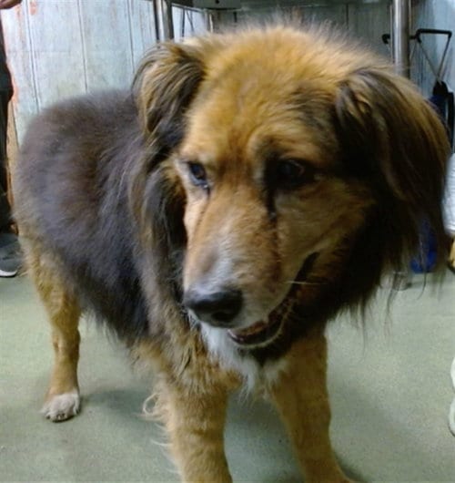 Photo of Grover, adoptable senior Australian Shepherd in San Bernardino, California