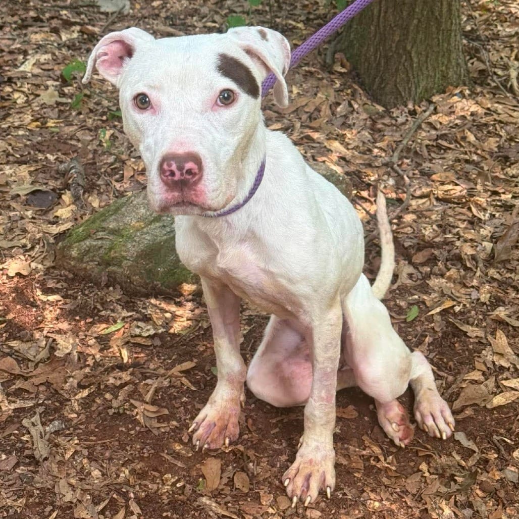 Photo of Memphis, adoptable senior Terrier, American Staffordshire / Mixed Breed (Medium) in Whitestone, New York