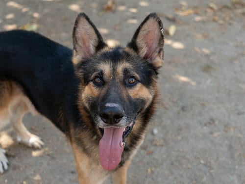 Photo of Aikido, adoptable senior German Shepherd Dog in Martinez, California