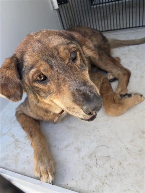 Photo of Senior German Shepherd Dog mix, adoptable senior German Shepherd Dog mix in Houston, Texas