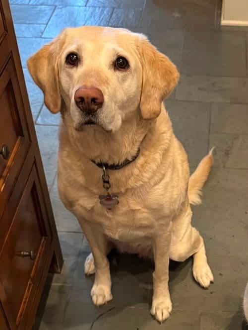 Photo of Sally, adoptable senior Labrador Retriever in Denton, Texas