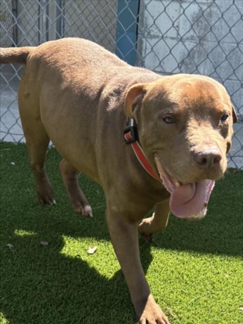 Photo of Star, adoptable senior Pit Bull Terrier in Texas City, Texas
