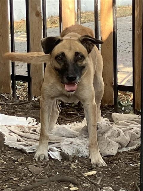Photo of Oliver, adoptable senior German Shepherd Dog in Dallas, Texas