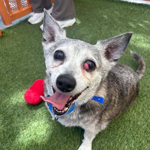 Photo of Sebastian, adoptable senior Chihuahua in Las Vegas, Nevada