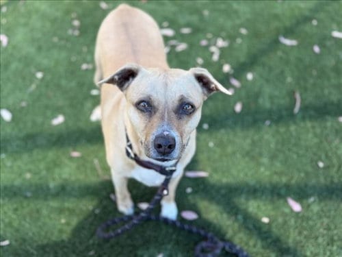 Photo of Odie, adoptable senior Pit Bull Terrier in Los Angeles, California