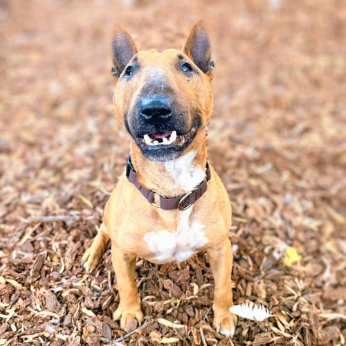 Photo of Sir, adoptable senior Bull Terrier in Oakland, California
