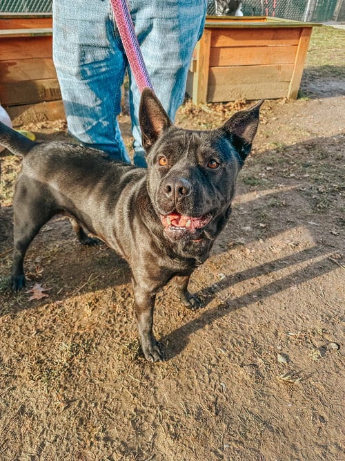 Bruno aka Mr. WooWoo, adoptable senior Shar Pei in Brewster, NY