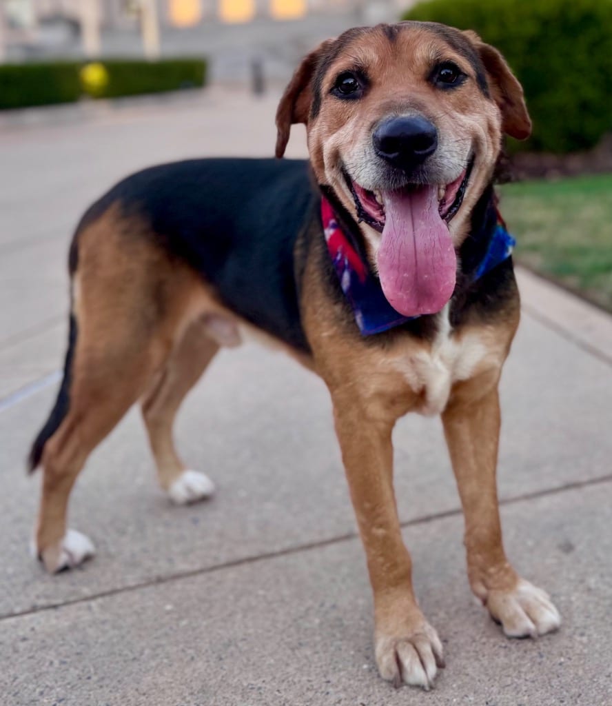 Photo of Alastair, adoptable senior Shepherd in Little Rock, Arkansas