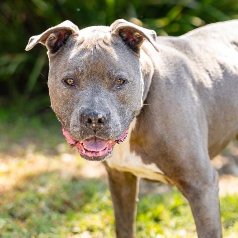 Photo of Theodore, adoptable senior Pit Bull Terrier in Camarillo, California