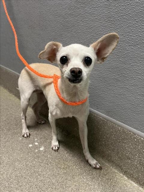 Photo of Crepe, adoptable senior Chihuahua in Las Vegas, Nevada