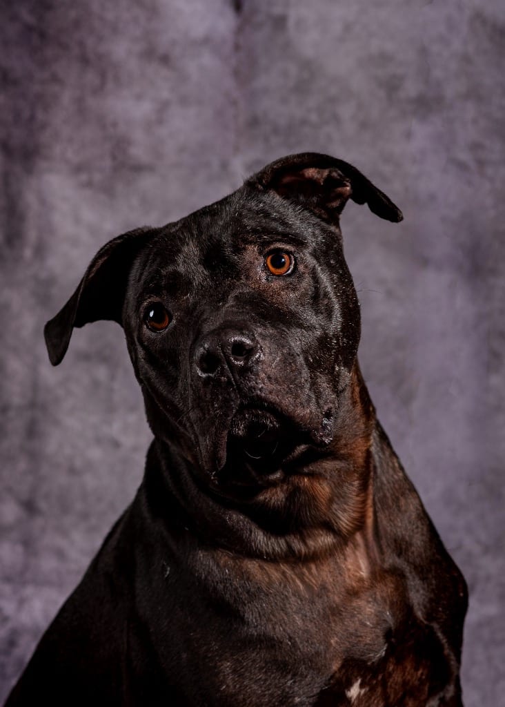 Photo of Wile E. Coyote, adoptable senior Mixed Breed in Ocala, Florida