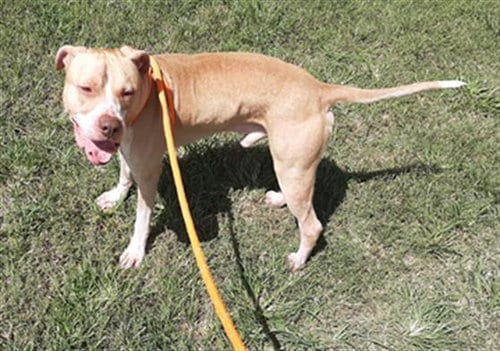 WALKER, adoptable senior Pit Bull Terrier in Green Cove Springs, FL