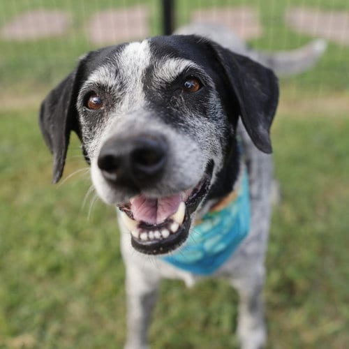 Photo of Lola, adoptable senior Australian Cattle Dog/Blue Heeler in San Antonio, Texas