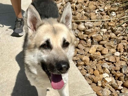 Photo of Eustace, adoptable senior dog in Georgetown, Texas