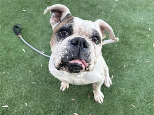 Photo of Big Ed, adoptable senior Boxer in Los Angeles, California