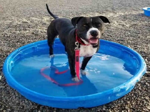 Photo of Hermione, adoptable senior American Pit Bull Terrier in Mesa, Arizona