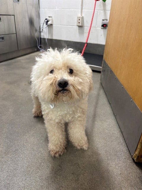 Photo of Roman, adoptable senior Poodle (Miniature) in Forestville, Maryland