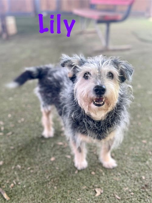 Lilly, adoptable senior Scottish Terrier Scottie in Pipe Creek, TX