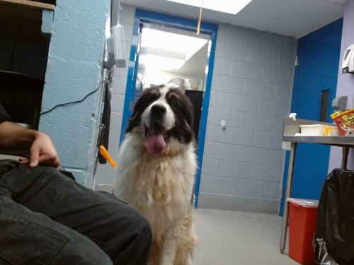 Photo of Bruno, adoptable senior Saint Bernard in Albuquerque, New Mexico