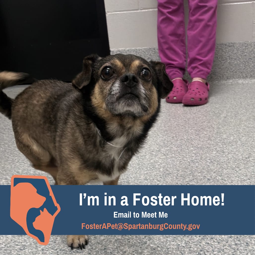 Photo of Sal, adoptable senior Chihuahua in Spartanburg, South Carolina