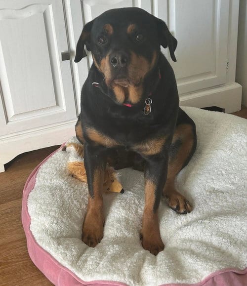 Photo of Queenie, adoptable senior Rottweiler in Princeton, Minnesota