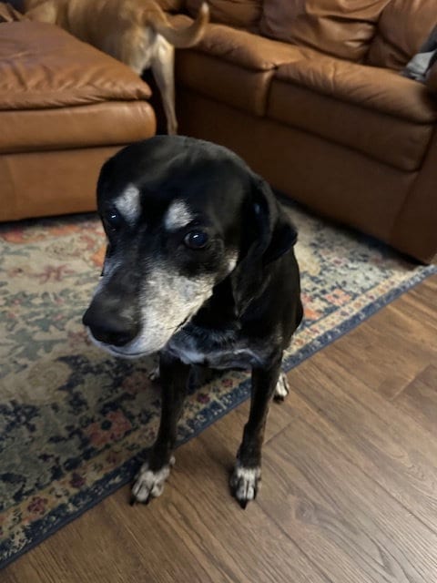 Photo of BO, adoptable senior Labrador Retriever in Columbia, Maryland
