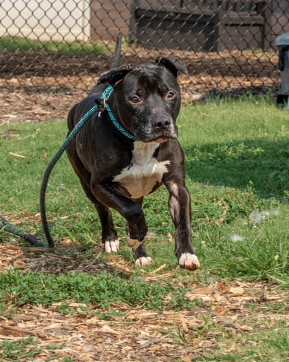 Photo of Cronos, adoptable senior dog in Chamblee, Georgia