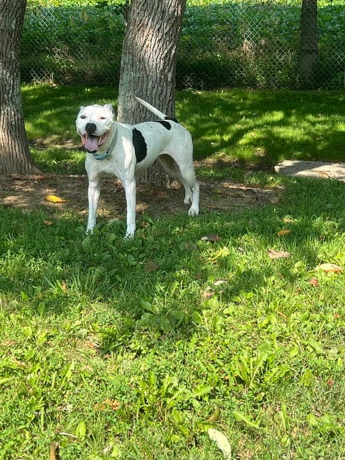 Photo of Maisy, adoptable senior Pit Bull Terrier in Osgood, Indiana