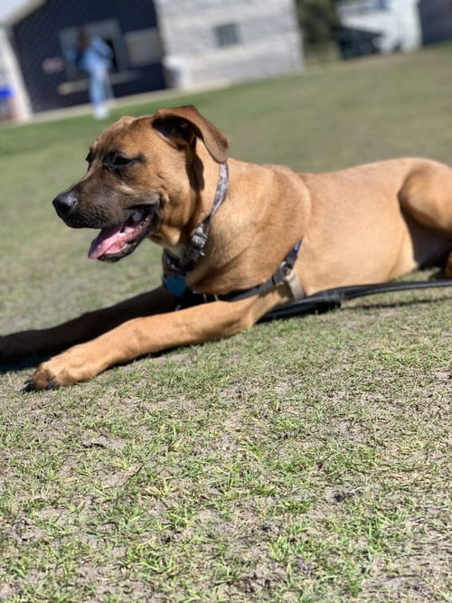 Photo of Chuck, adoptable senior Rhodesian Ridgeback in McKinney, Texas