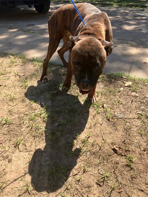 Photo of Tim, adoptable senior Boxer in Dallas, Texas